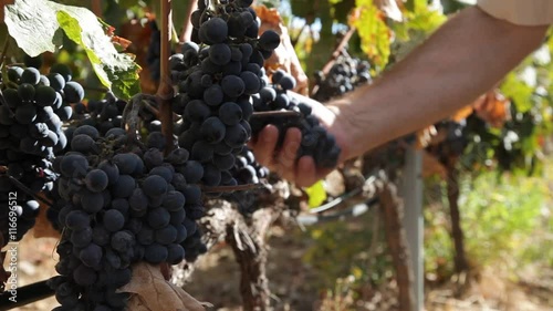 Farmer controlling vineyard grapes