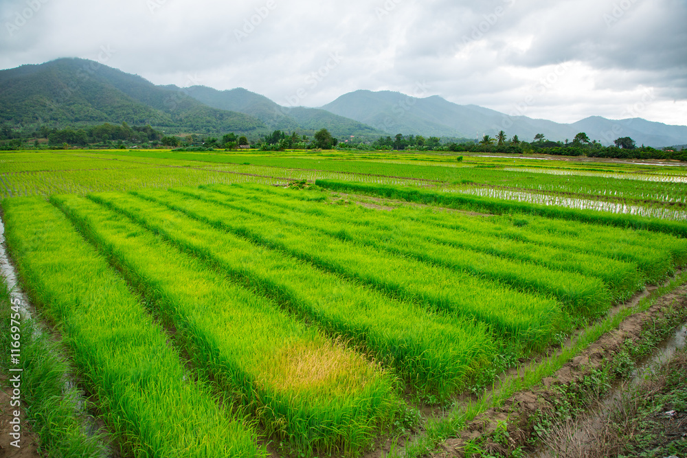 Green field of rice plant with water