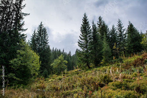 Carpathian Mountains, coniferous forest.