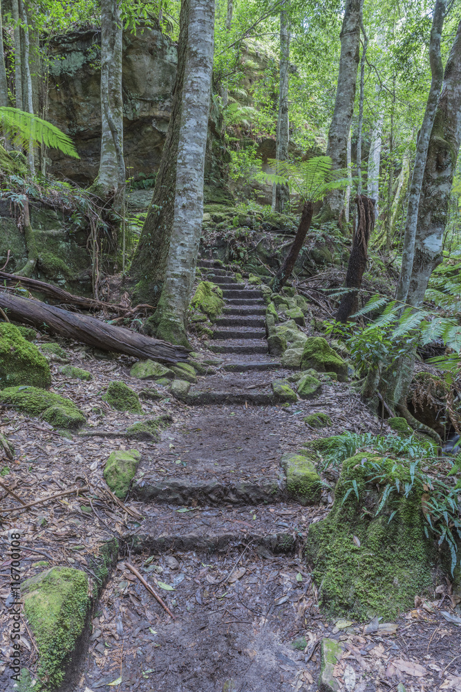 Φωτογραφία Walking track, Grand Canyon, Blue Mountains National Park, UNESCO World Heritage Site, New South Wales, Australia