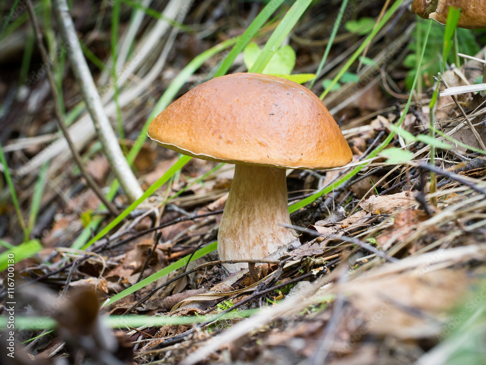 Large edible mushroom in the forest on the edge. Boletus edulis. Large edible mushroom in the forest on the edge. Boletus edulis.