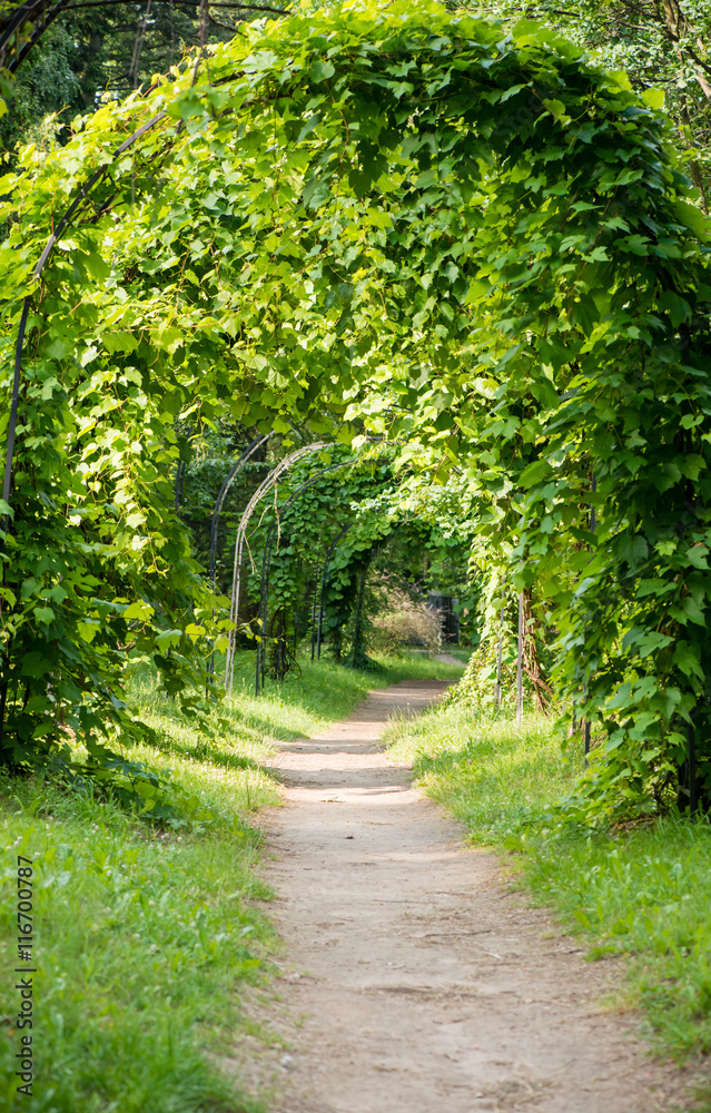 arch of green vines, shallow DOF arch of green vines, shallow DOF