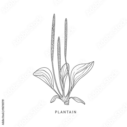 Plantain Hand Drawn Realistic Sketch