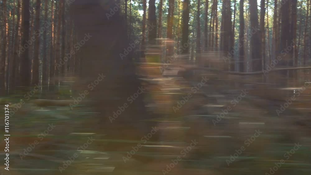 Forest chase on gimbal