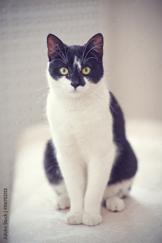Cat of a black-and-white color