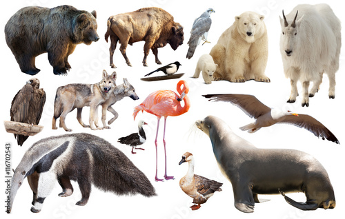 set of north american animals isolated