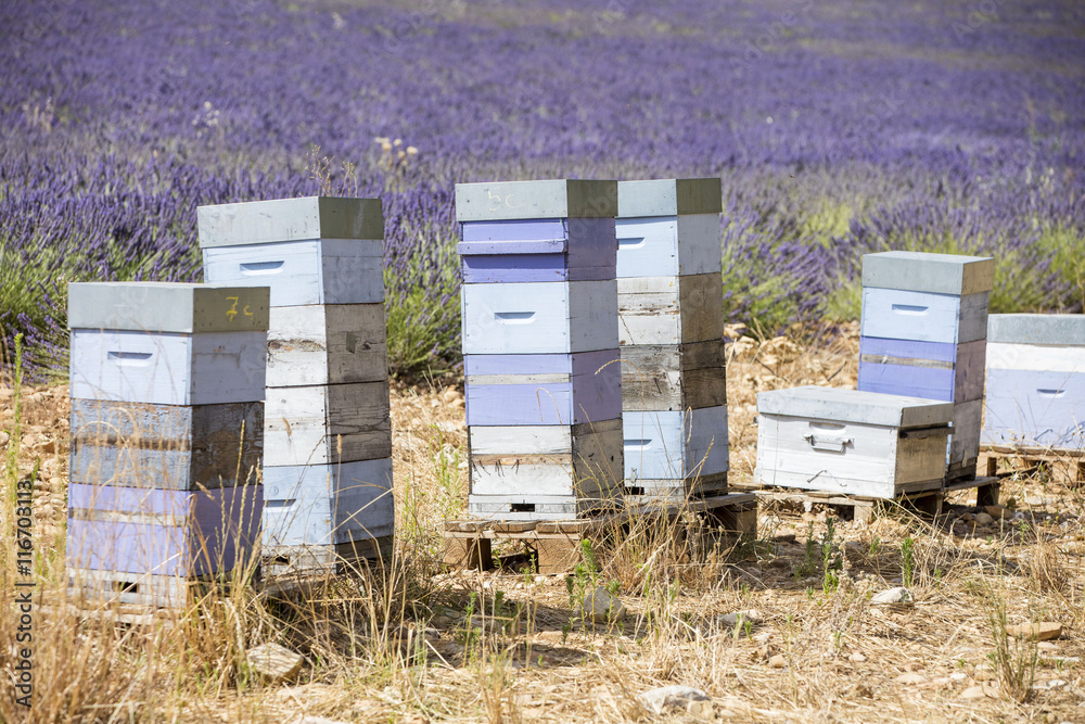 columns of honey box near lavender field in France columns of honey box near lavender field in France