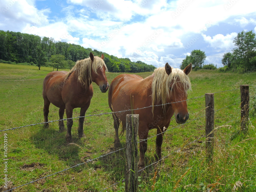 Haflinger auf der Pferdeweide Haflinger auf der Pferdeweide