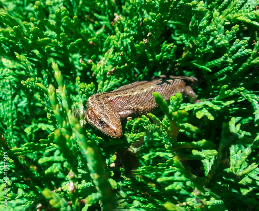 brown lizard. Animals brown lizard. Animals
