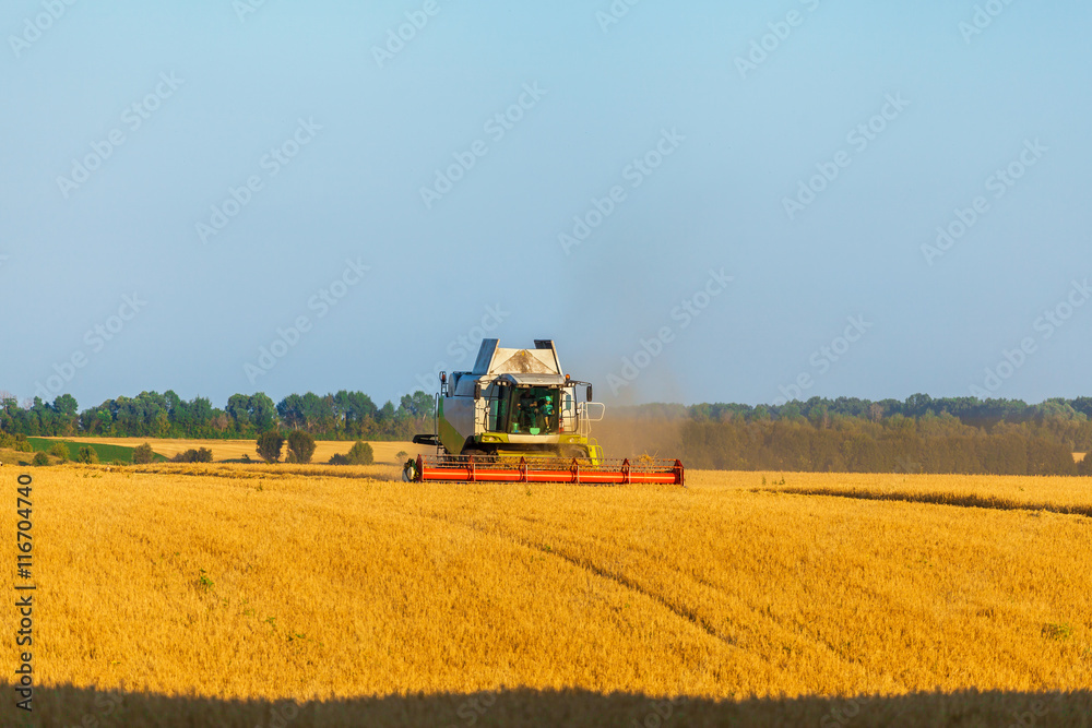 Obraz premium Harvester machine working in field . Combine harvester agriculture machine harvesting golden ripe wheat field. Agriculture