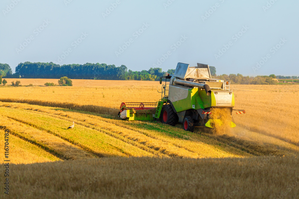 Obraz premium Harvester machine working in field . Combine harvester agriculture machine harvesting golden ripe wheat field. Agriculture