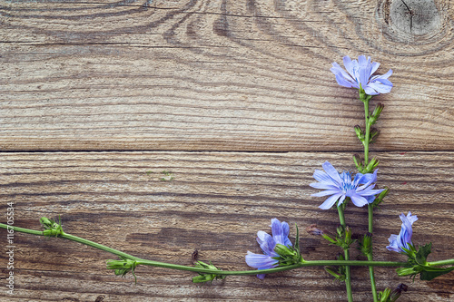 Background with flowers of chicory on the old wooden boards. Pla