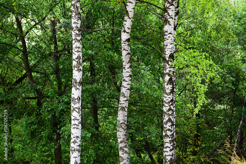 summer forest birch