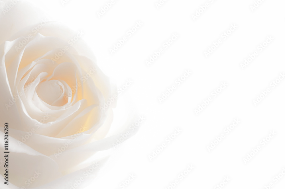 Fototapeta premium róża z bliska na tle