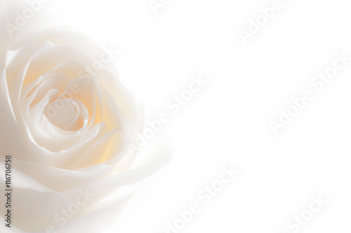 Naklejka na okno łazienkowe Biała róża z bardzo bliska