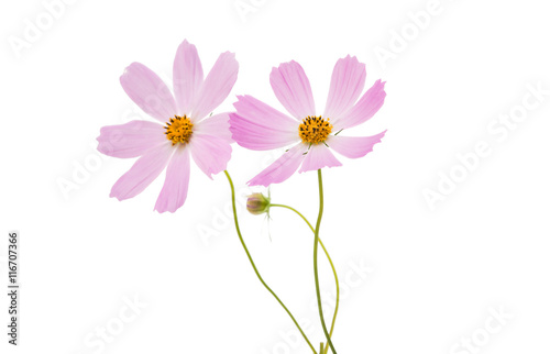 Beautiful Cosmos Flower isolated