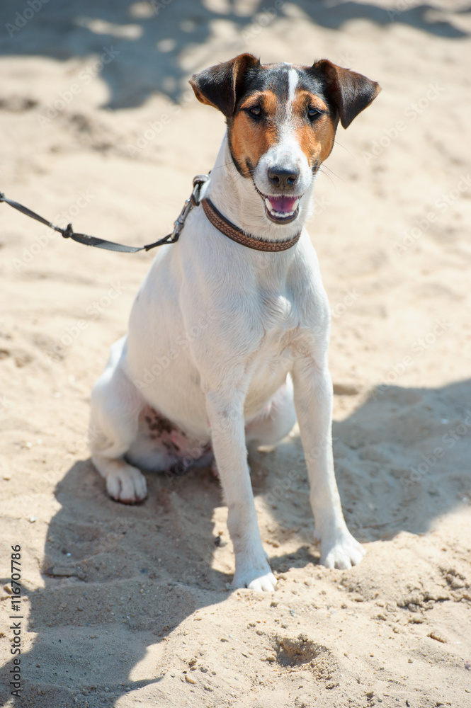 Jack Russel terrier dog portrait