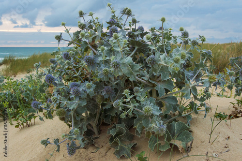 Sea holly - Eryngium maritimum