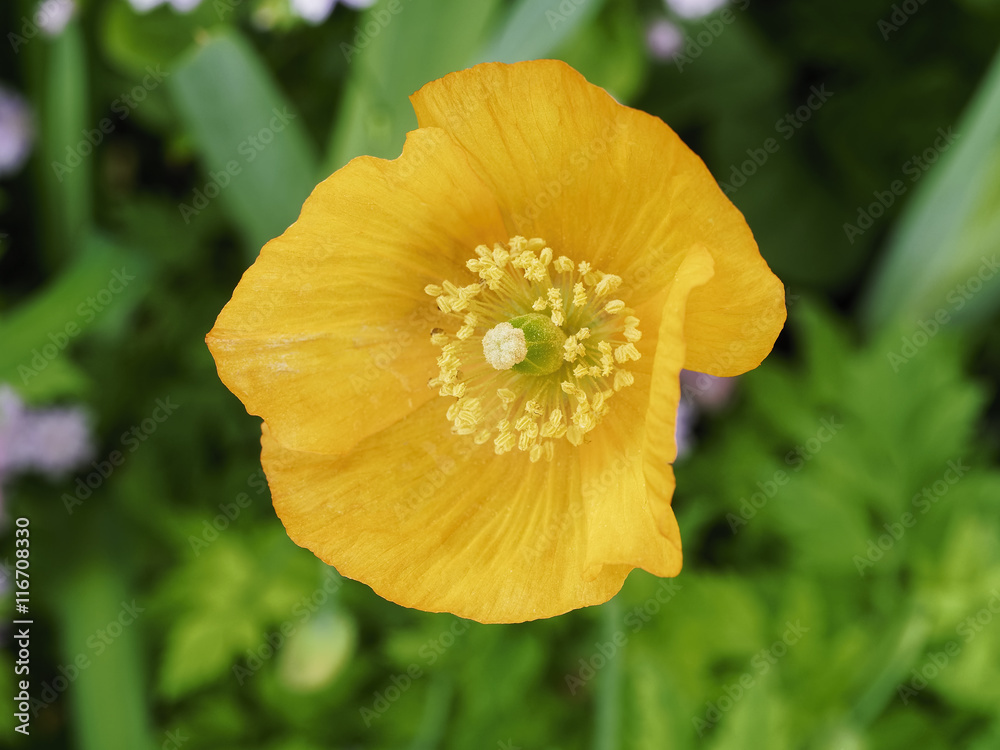 Obraz premium Yellow Welsh Poppy flower growing in the sunshine.