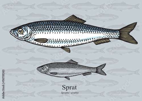 Sprat. Vector illustration for web, education examples, graphic and packaging design. Suitable for patterns and artwork in small sizes.