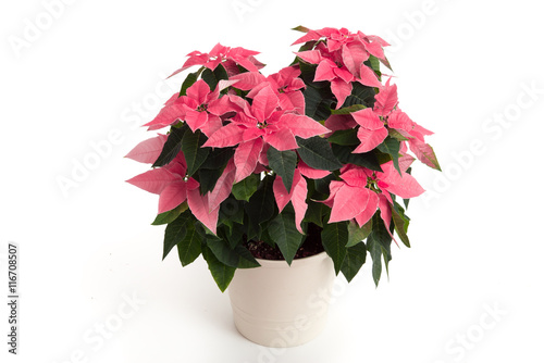 Fototapeta Naklejka Na Ścianę i Meble -  Princettia, pink