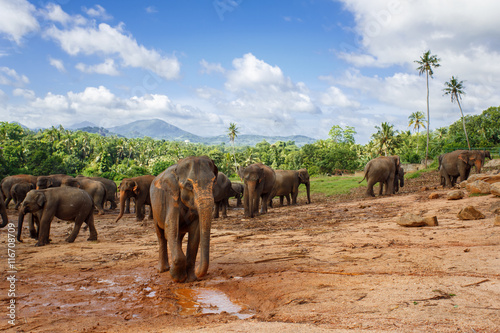 Herd of elephants in the nature photo