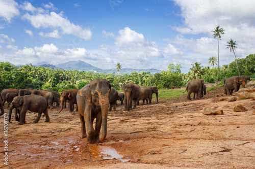 Photography Herd of elephants in the nature