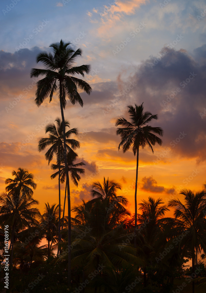 Tropical palm trees against the sky at sunset