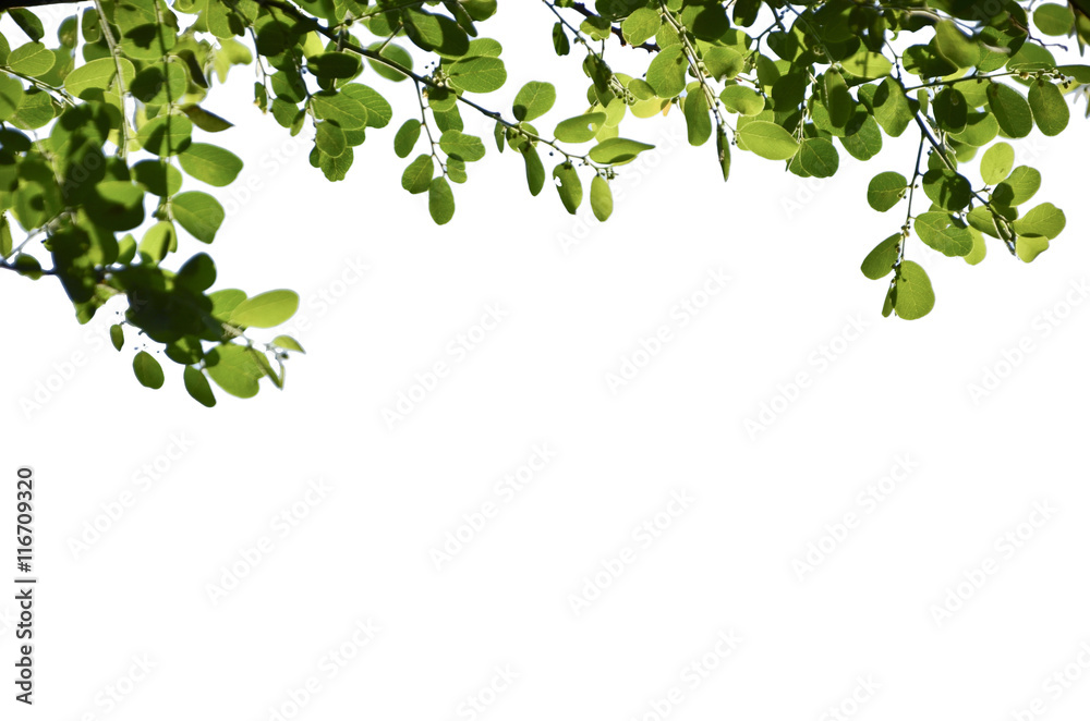 tree in isolate white background tree in isolate white background