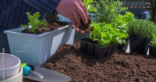 A young man is planting lettuce seedlings in a container. He is then patting soil around them for a bit. Close-up shot.
