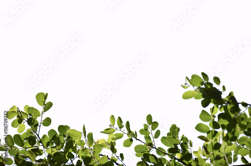 tree in isolate white background