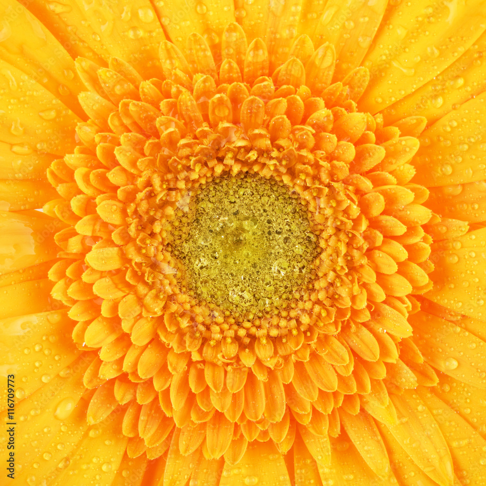Yellow Gerbera Flower Yellow Gerbera Flower