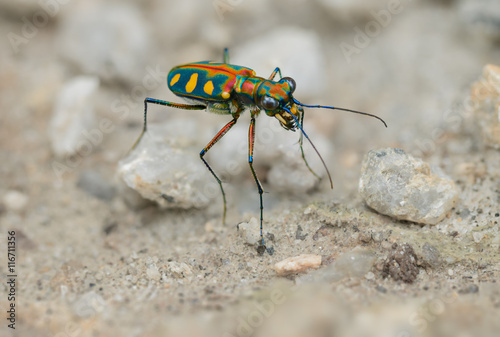 Tiger beetle - Cosmodela aurulenta close up © pzAxe