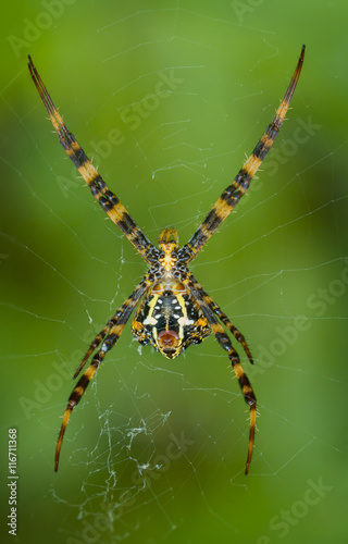 Yellow-black Argiope spider in its web. Bottom view