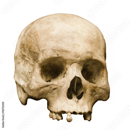 Human Skull Set Against a White Background