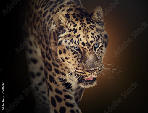 Portrait of Leopard