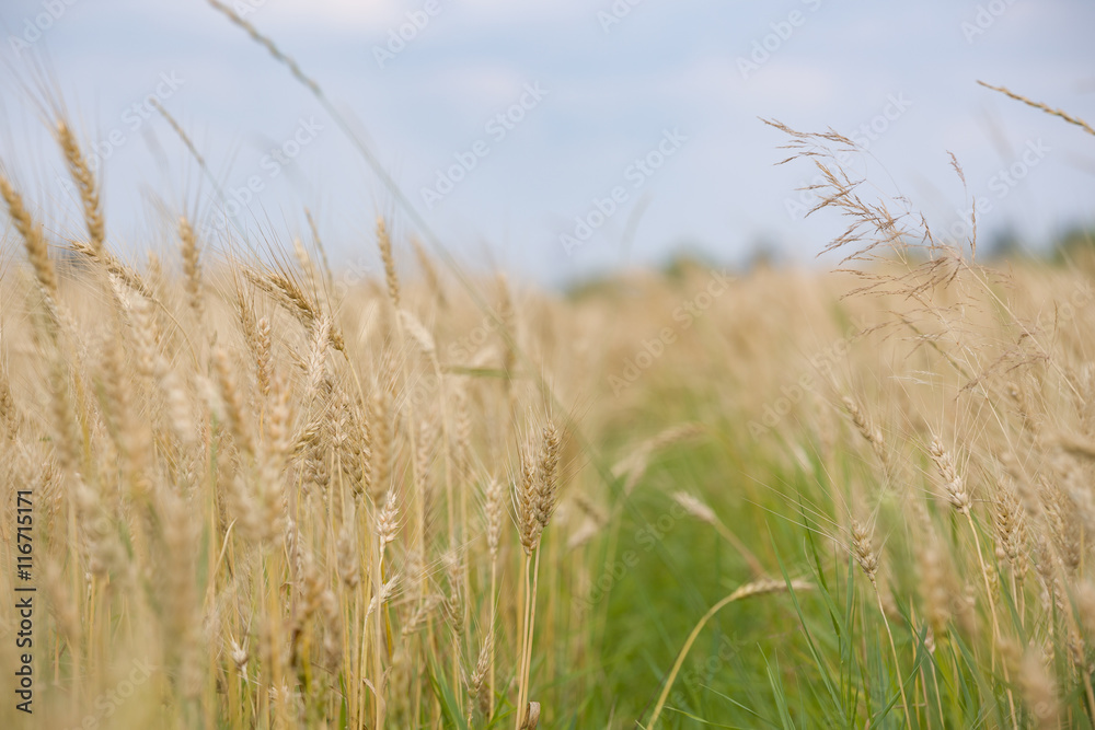 Fototapeta premium Wheat field on sunny summer day. ears of rye