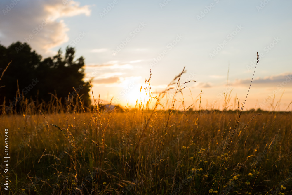 Country field in the the setting sun rays, sunset backlight