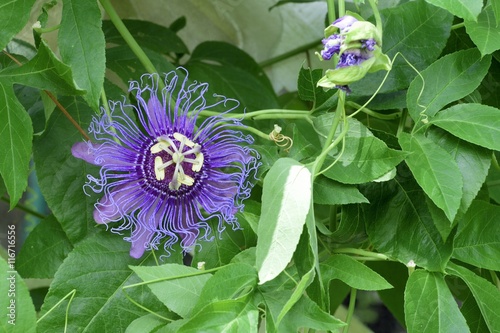 May-pop Purple Passion flower(Passiflora Incarnata)