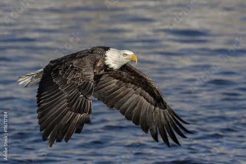 Mature Bald Eagle flying low across the water
