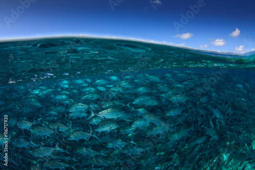 Fish in sea and Sipadan Island. Half and half over under split image