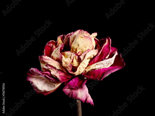 Dried red rose flower on background. Isolated. For use in collage or some over work. Flower dried in natural conditions with save it three-dimensional structure.