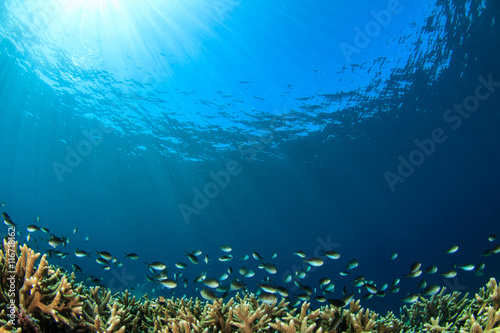 Coral reef underwater in ocean