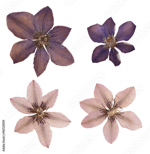 Fototapeta Naklejka Na Ścianę i Meble -  Head pressed dried flowers isolated