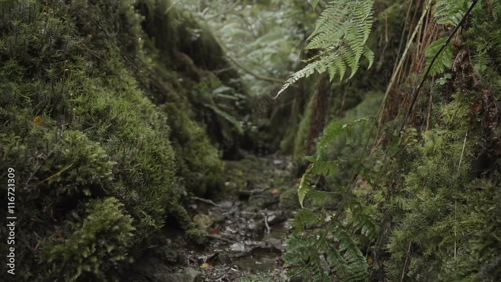 Wild creek in an ancient woodland. Filmed on the bed of a dry creek with wild moss and vegetation. Wild creek in an ancient woodland. Filmed on the bed of a dry creek with wild moss and vegetation.