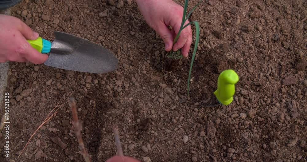 A man is carefully planting an onion seedling and he is helping himself with a trowel. Close-up shot.
A man is carefully planting an onion seedling and he is helping himself with a trowel. Close-up shot.