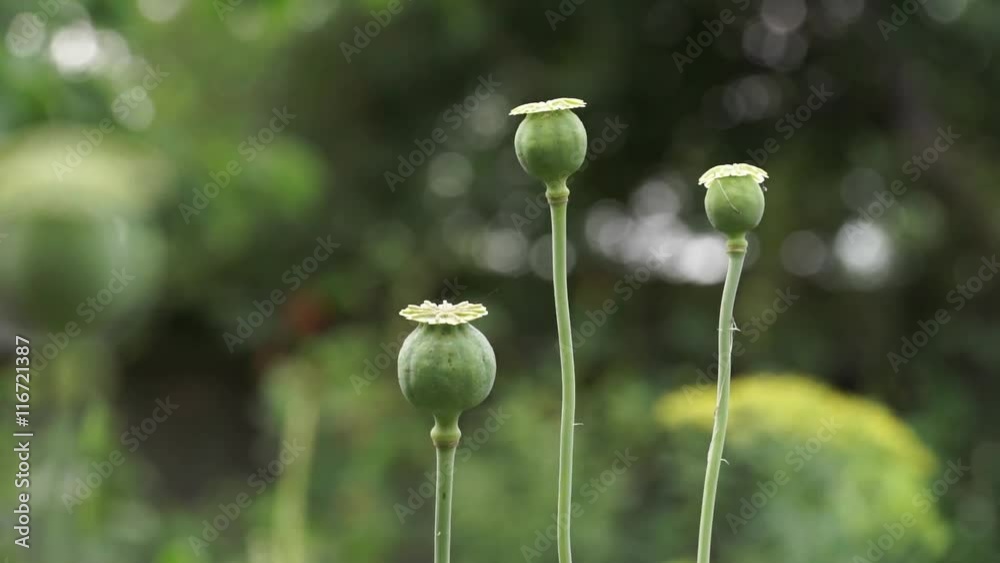 Seed pot of opium poppy Seed pot of opium poppy