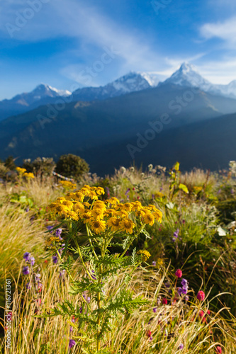 The yellow flower with alpine landscape from poon hill, Nepal