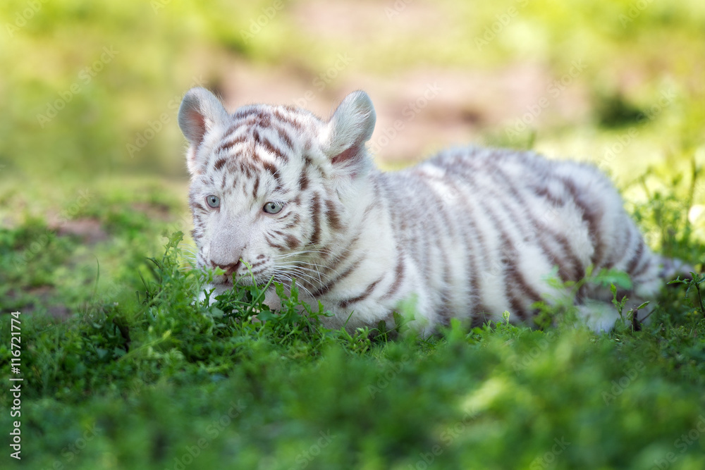 Obraz premium white bengal tiger cub lying down