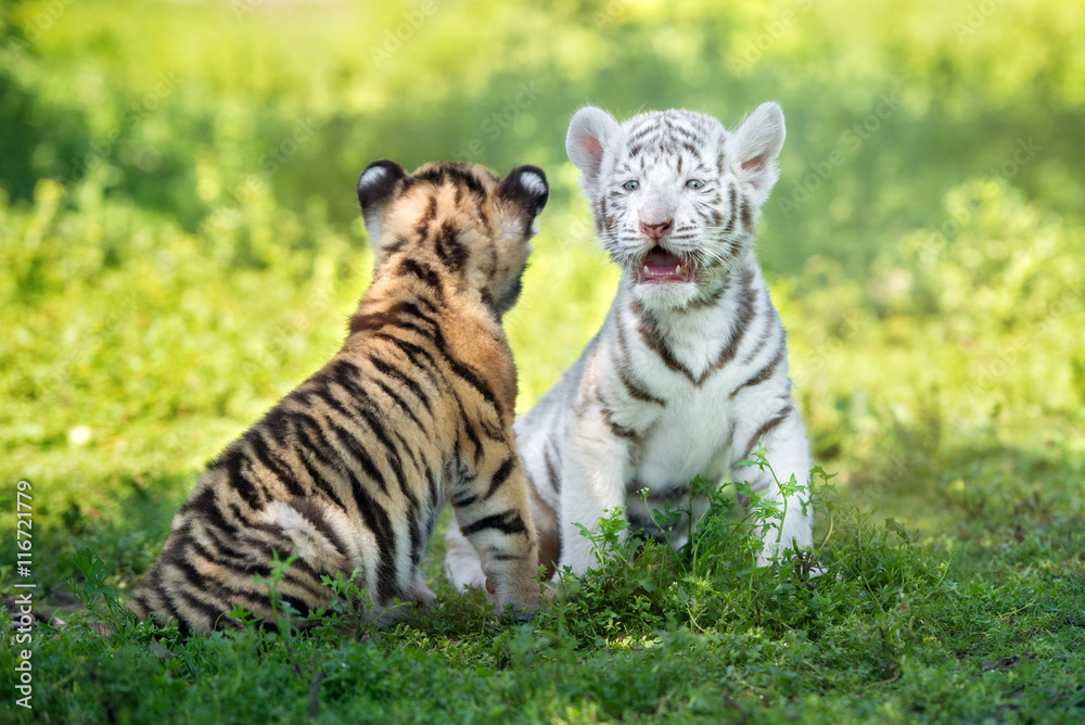 Naklejka premium dwa urocze tygrysy siedzą razem na zewnątrz
